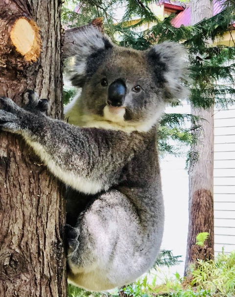 Aldgate Creek Cottage Bed And Breakfast - Hotels Melbourne 9