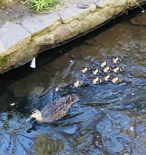 Aldgate Creek Cottage Bed And Breakfast - Hotels Melbourne 25