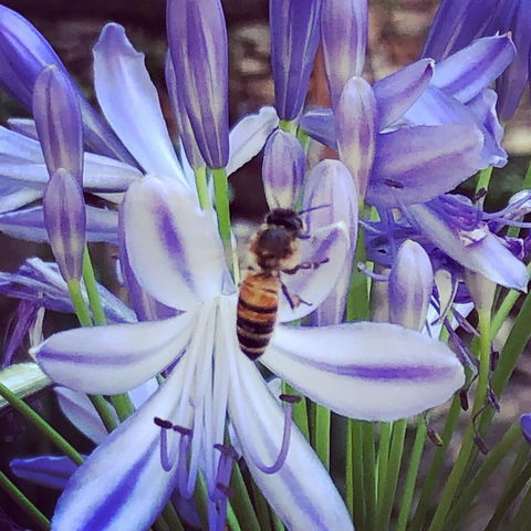 Aldgate Creek Cottage Bed And Breakfast - Hotels Melbourne 20