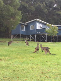 Book Denmark Accommodation Vacations Hotels Melbourne Hotels Melbourne