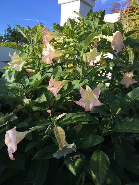 Bella Bali Gardens - Hotels Melbourne 22