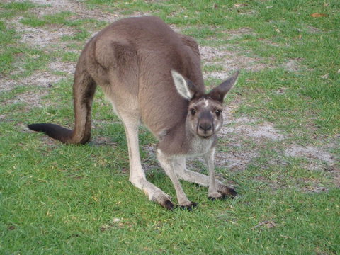 Bella Bali Gardens - Hotels Melbourne 39