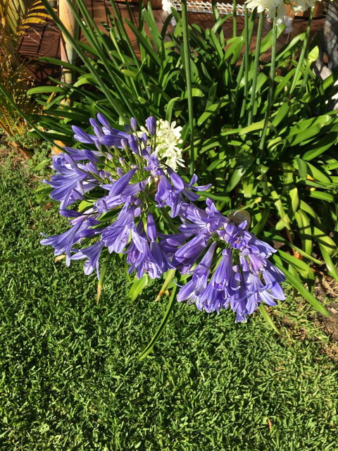 Bella Bali Gardens - Hotels Melbourne 21