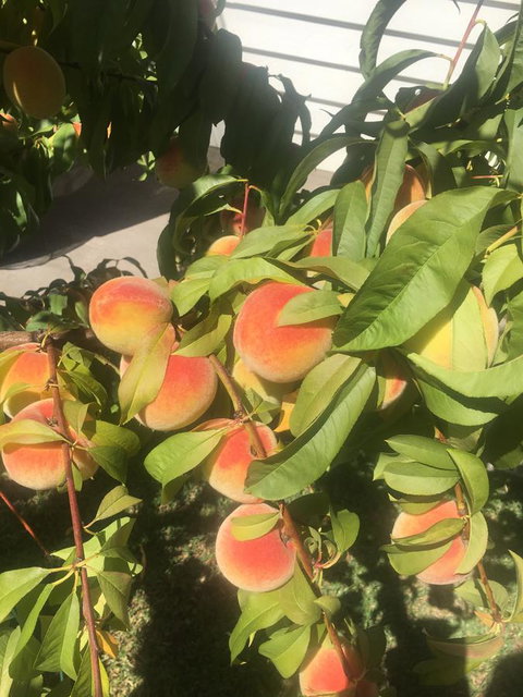 Bella Bali Gardens - Hotels Melbourne 26