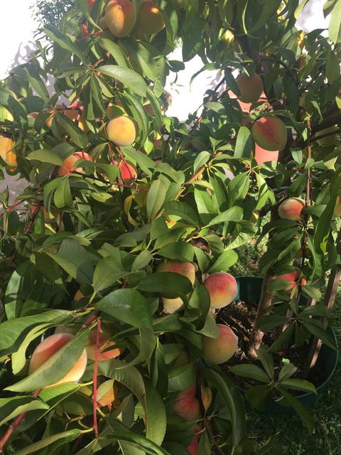 Bella Bali Gardens - Hotels Melbourne 25