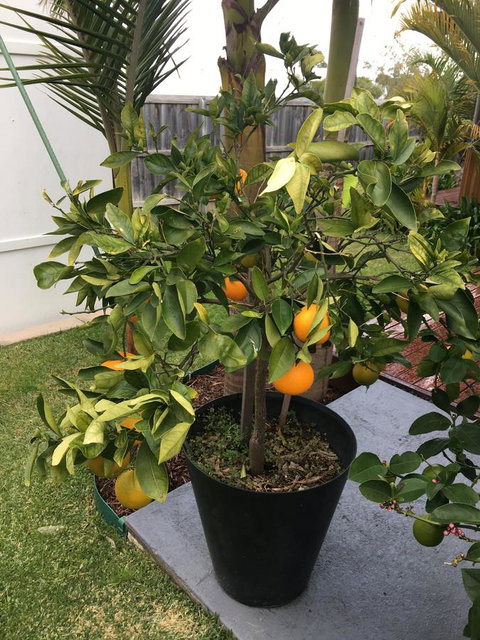 Bella Bali Gardens - Hotels Melbourne 24