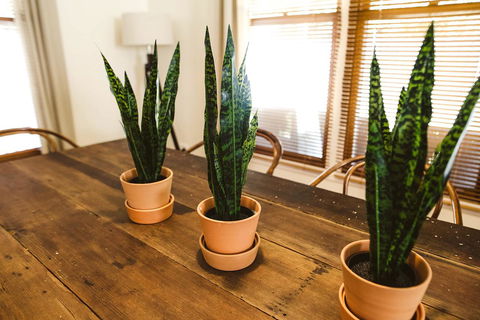 Morpeth Cottage - Hotels Melbourne 25