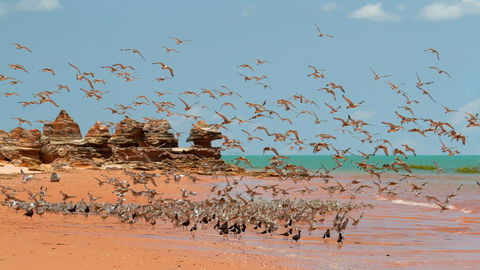 Broome Bird Observatory - Hotels Melbourne 1