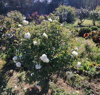 Carisbrook Country Retreat Motel - Hotels Melbourne