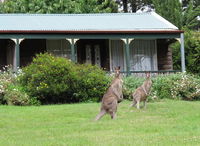 Book Mount Victoria Accommodation Vacations Hotels Melbourne Hotels Melbourne