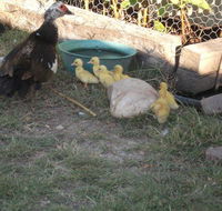 Corella Creek Country Farm Stay - Hotels Melbourne