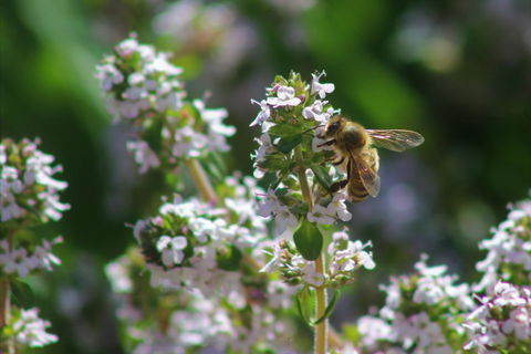 Cream Cottage - Hotels Melbourne 1