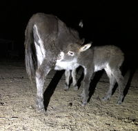 Donkey Tales Farm Cottages - Hotels Melbourne