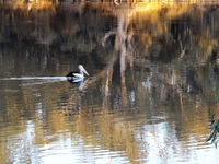 Book Euston Accommodation Vacations Hotels Melbourne Hotels Melbourne