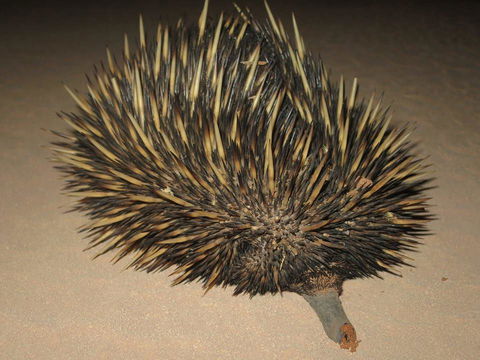 Gnaraloo Station - Homestead - Hotels Melbourne 3