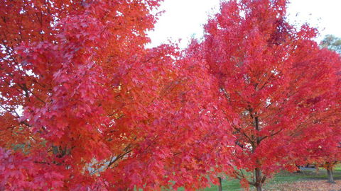 HEALESVILLE GETAWAY - Hotels Melbourne 0