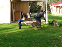 Book Kalgan Accommodation Vacations Hotels Melbourne Hotels Melbourne