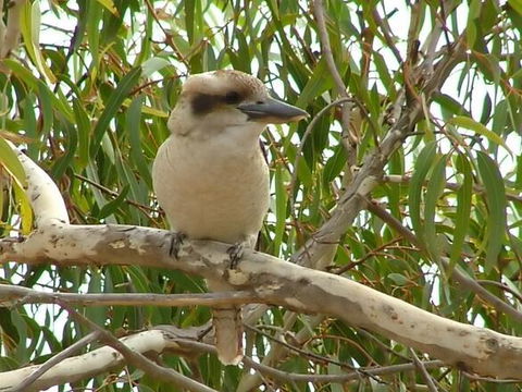 Kookaburra Nest - Hotels Melbourne 0