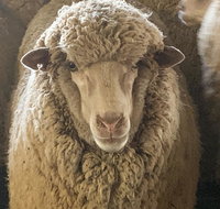 Mascot Cottage - Pet Friendly and Complimentary Breakfast Hamper - Hotels Melbourne