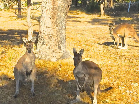 Sandpiper Retreat - Hotels Melbourne 37