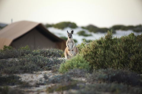 Sal Salis Ningaloo Reef - Hotels Melbourne 32