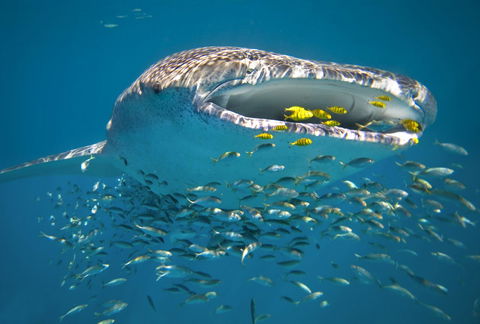Sal Salis Ningaloo Reef - Hotels Melbourne 20