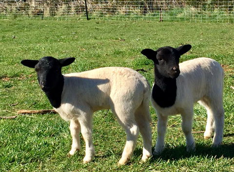 Manna Hill Farm - Hotels Melbourne 2