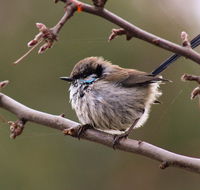 Free Spirit Pods - Hotels Melbourne