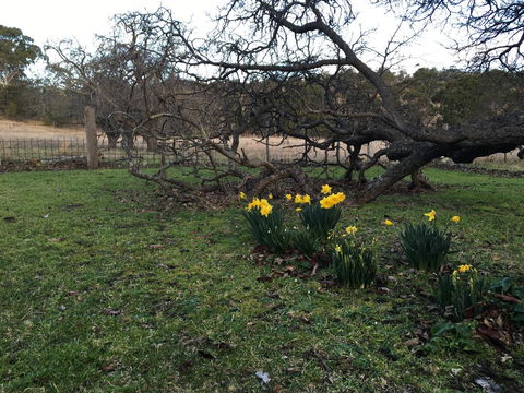 Walnut Cottage - Hotels Melbourne 18