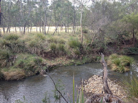 Walnut Cottage - Hotels Melbourne 16