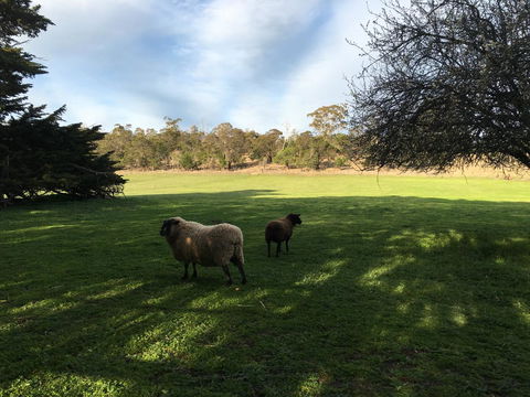 Walnut Cottage - Hotels Melbourne 11