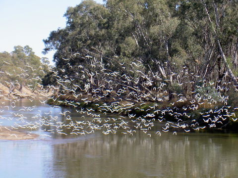 Paringa Grove Homestead - Hotels Melbourne 3