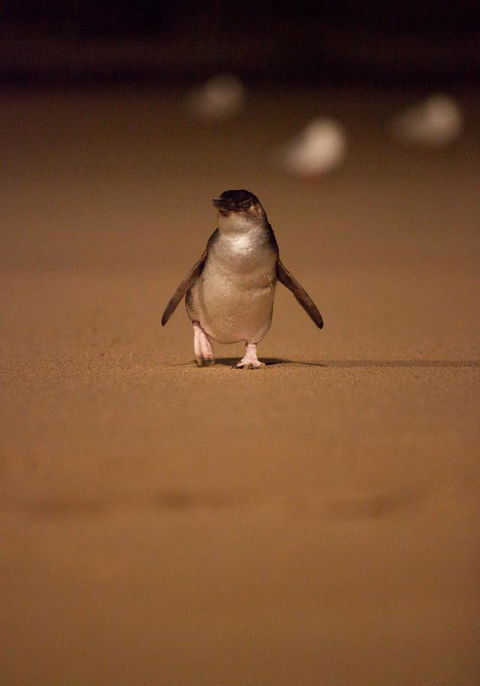 BIG4 Ingenia Holidays Phillip Island - Hotels Melbourne 9