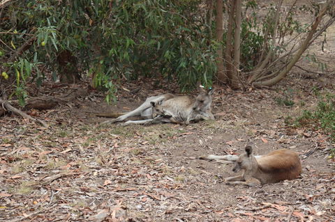 Great Ocean Road Resort - Hotels Melbourne 17