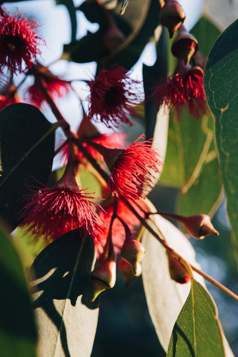 Dunkeld Studio Accommodation - Hotels Melbourne 20