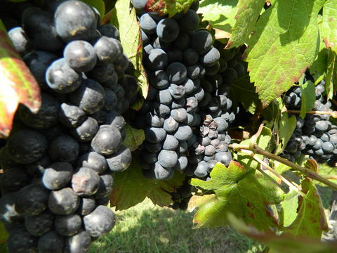 Haig Avenue - Hotels Melbourne 17