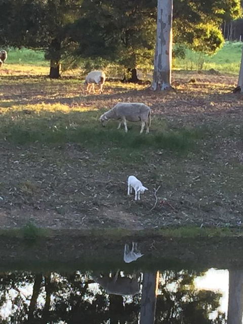 Tree Of Love Farm Stay - Hotels Melbourne 2