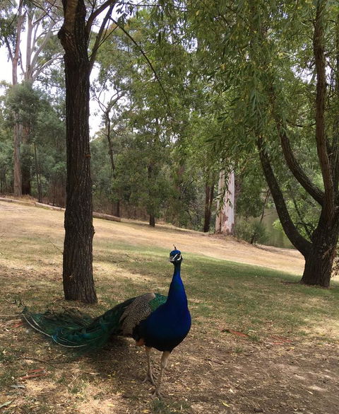 Daydream Cottage - Hotels Melbourne 23