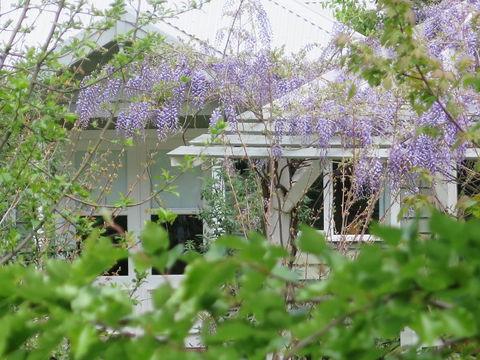 Amelina Cottages - Hotels Melbourne 5