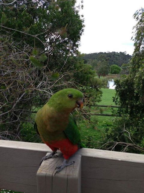 Australian Home Away @ Wonga Park Brushy Creek - Hotels Melbourne 18