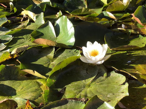 Minni Gums - Hotels Melbourne 1