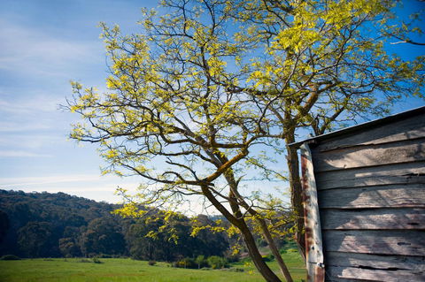 Cabrito - Hotels Melbourne 9