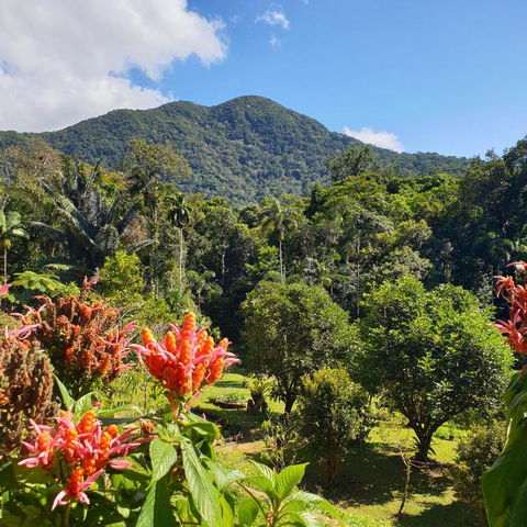 A Daintree Garden - Hotels Melbourne 2