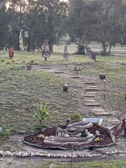 Australian Wildlife At Your Door - Hotels Melbourne 0