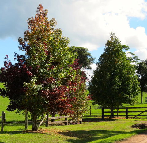 Maleny Springs Farm - Hotels Melbourne 26