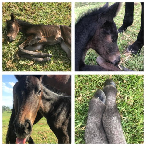 Maleny Springs Farm - Hotels Melbourne 29