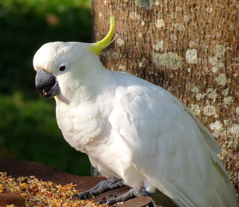 Maleny Springs Farm - Hotels Melbourne 40