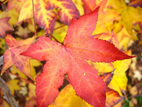 Maleny Springs Farm - Hotels Melbourne 38