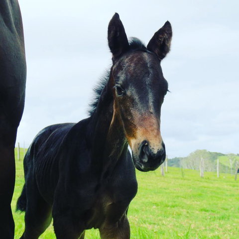 Maleny Springs Farm - Hotels Melbourne 12