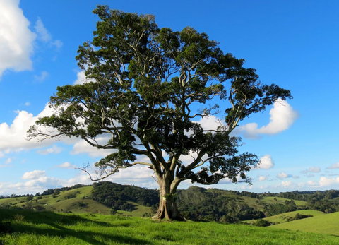 Maleny Springs Farm - Hotels Melbourne 32